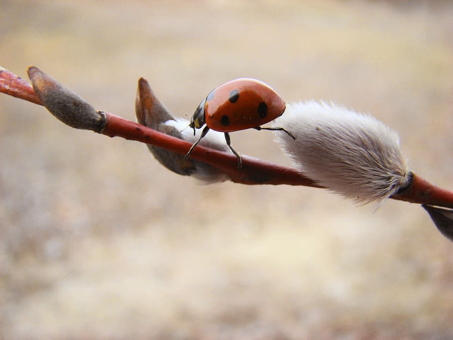 selective focus photography ladybug perched on willow tree flower HD wallpaper