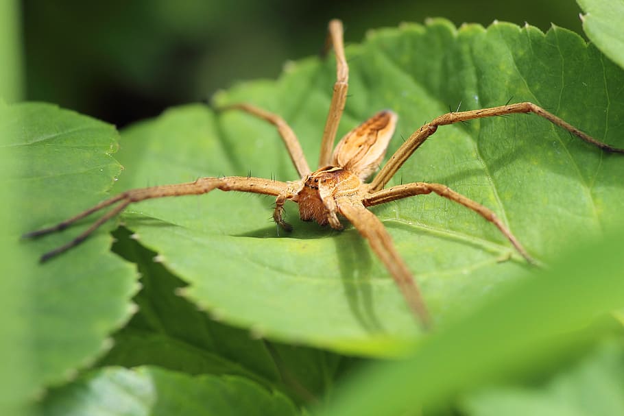 List, Spider, Arachnid, Leaf, list spider, close, forest, nature HD wallpaper