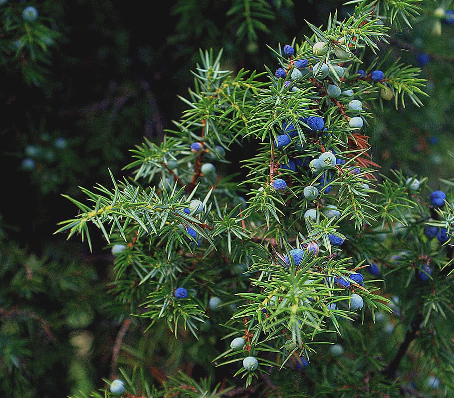 focus photo of blueberries, juniper, fruitful, autumn, bush, capstan winch, HD wallpaper