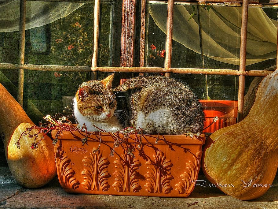 kitten, pripek, pot, mammal, animal themes, vertebrate, pets HD wallpaper