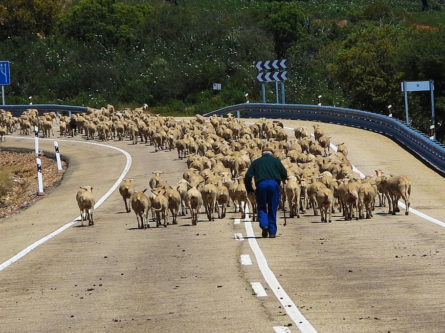man walking with herd of goats, Sheep, Blocking, Road, drove HD wallpaper