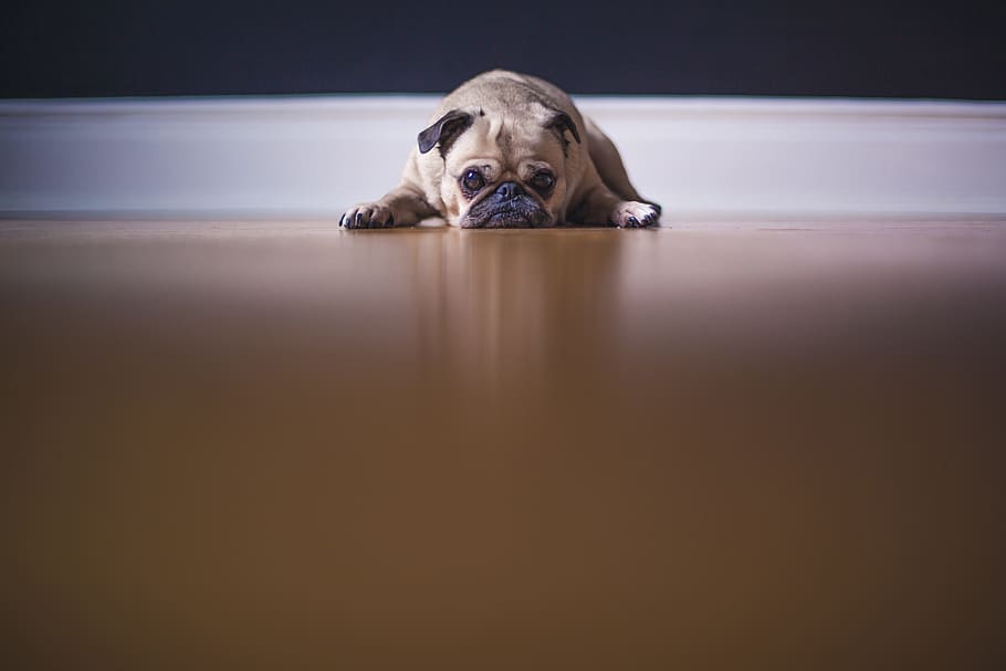 pug lying on floor near wall, dog, puppy, grumpy, cute, animal HD wallpaper
