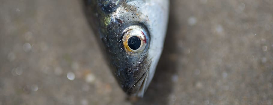 animals, fish, raw, head, eyes, scales, gray, still, close-up HD wallpaper