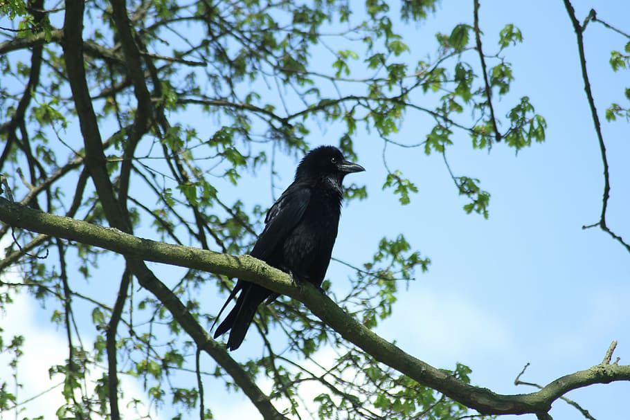crow, bird, sky, tree, animal, nature, spring, animal themes HD wallpaper
