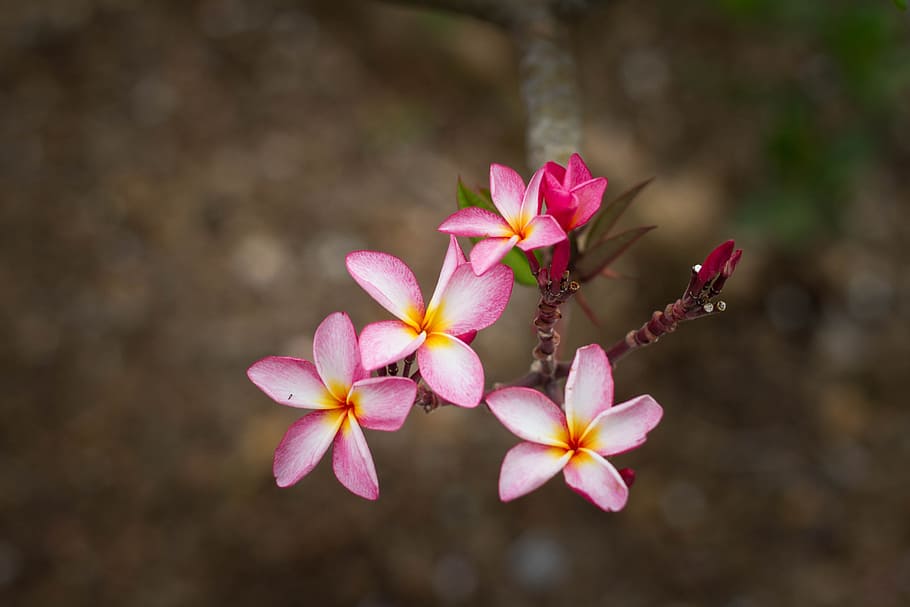 shallow focus photography of pink and white flowers, bloom HD wallpaper