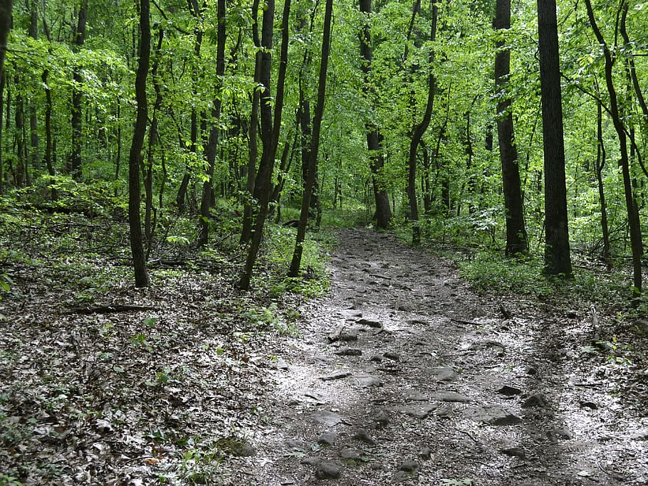woods, green, trees, path, park, forest, walk, plant, land HD wallpaper
