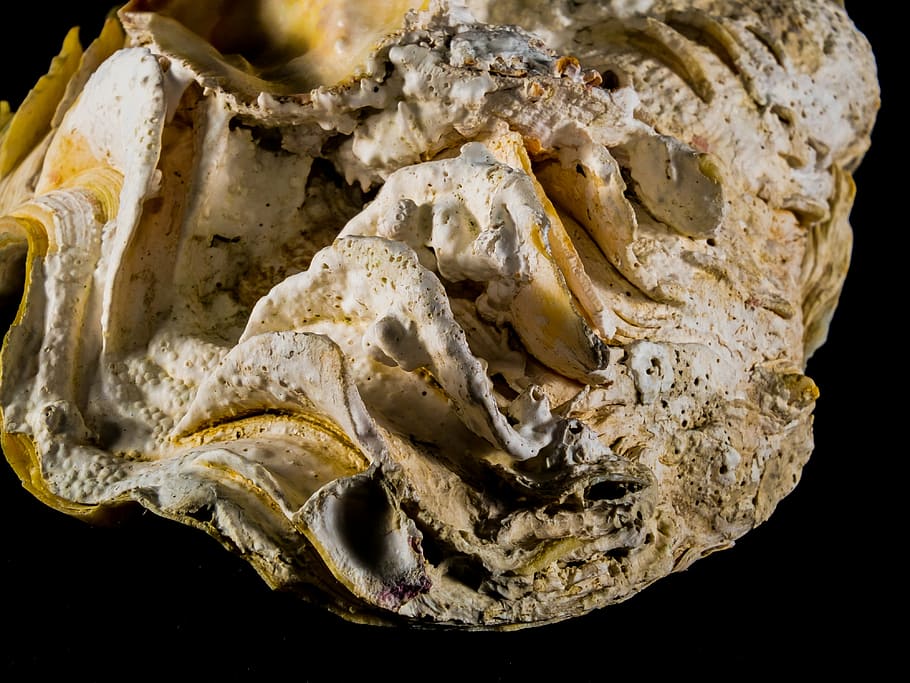 shell, limescale, close, close-up, food and drink, indoors HD wallpaper