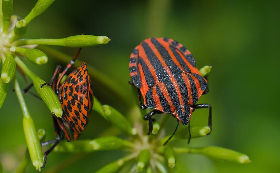 strip bug, beetle, insect, striped, macro, nature, close, insect photo HD wallpaper