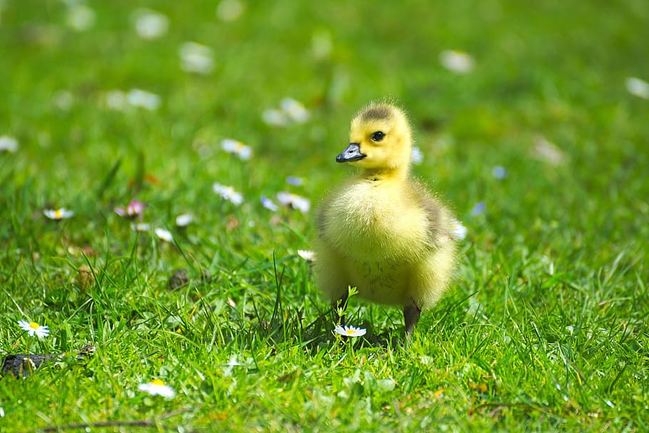 white duckling on green grass, goose, gaensekuecken, animals, HD wallpaper