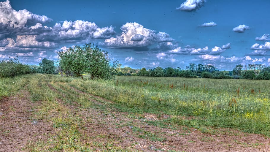 landscape, nature, clouds, forests, tree, sky, green, trees HD wallpaper