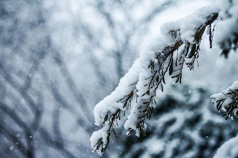 shallow focus photo of snow covered tree, branch, winter, zing HD wallpaper