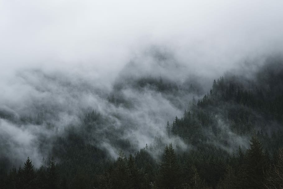 green pine trees, pine trees covered by white clouds, mist, mountain HD wallpaper