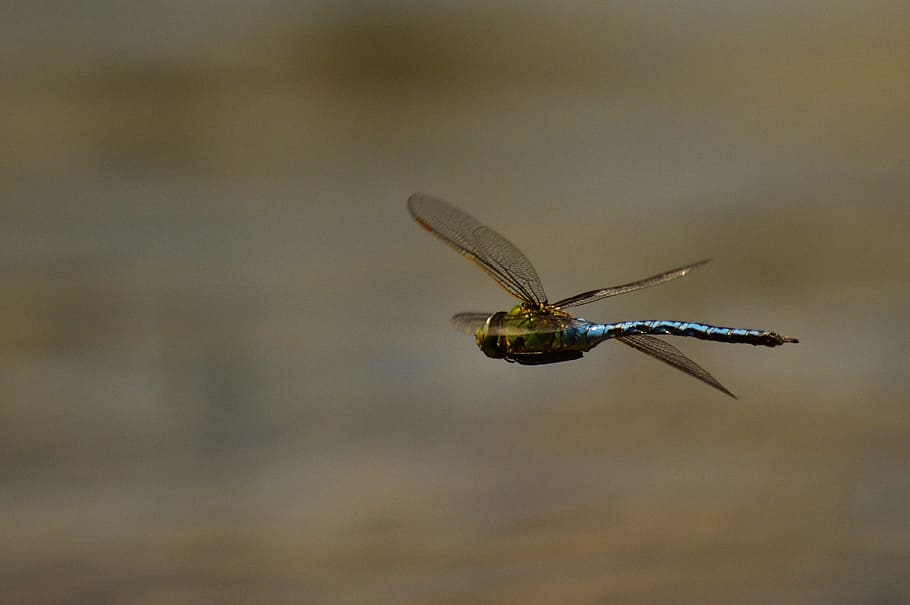 macro, dragonfly, insect, winged insects, one animal, animal wildlife HD wallpaper