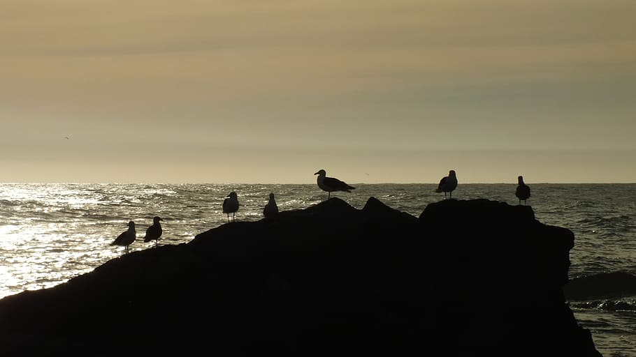 sea, backlight, sunset, beach, clouds, sky, water, bird, animal themes HD wallpaper