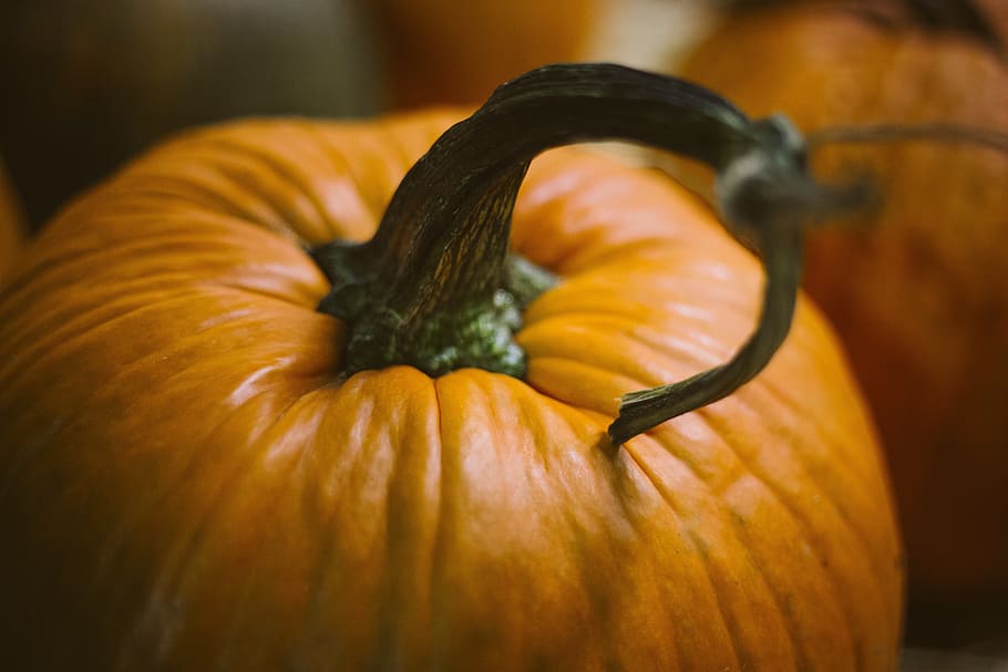 close-up photo of pumpkin, halloween, october, fall, autumn HD wallpaper