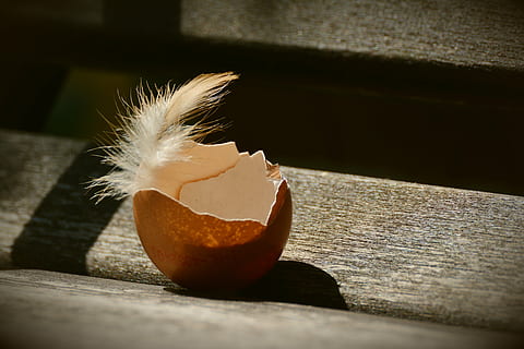 photo of cracked egg with feather, hen's egg, eggshell, empty HD wallpaper