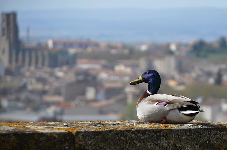 duck, volatile, castle, animals, birds, beak, geese, pen, panorama HD wallpaper