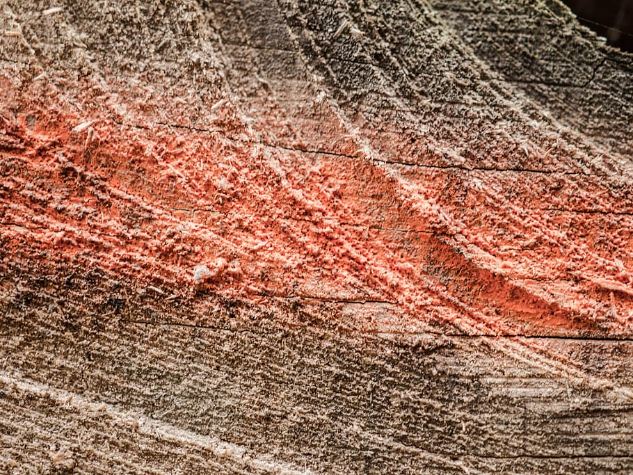 wood, section, rauh, surface, color, mark, close, grain, saw HD wallpaper