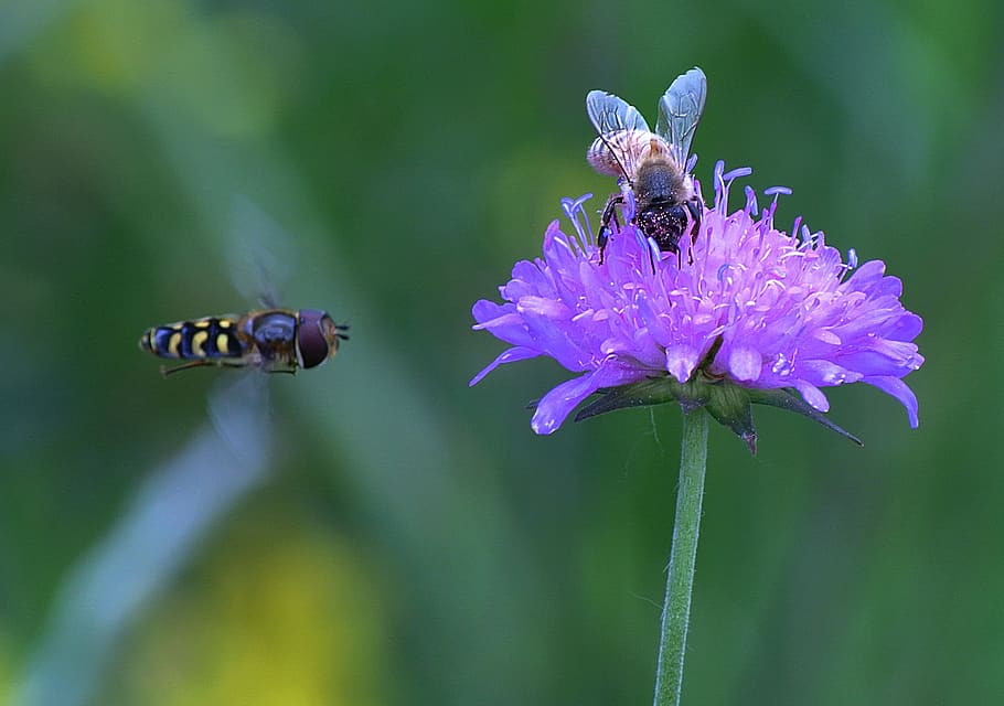 flower, bee, spring, pollination, bloom, insects, nature, summer HD wallpaper