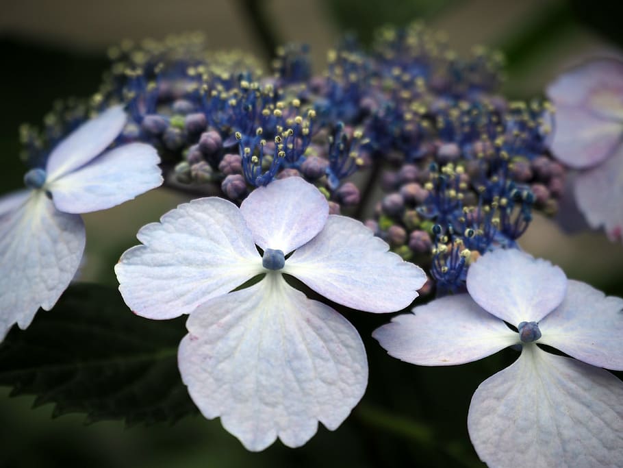 hydrangea, hydrangeas, flowers, plant, blue, blue flowers, nature HD wallpaper