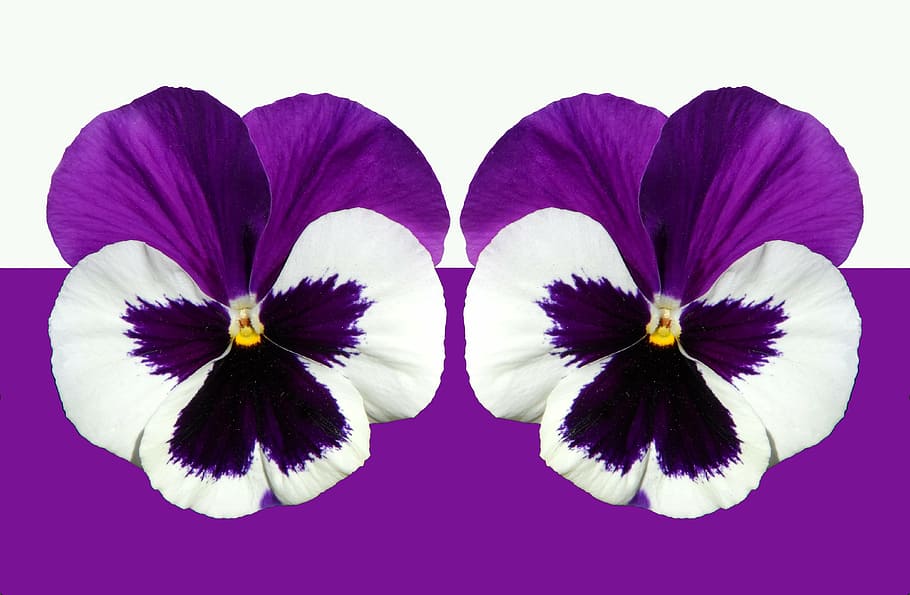 purple and white flowers, pansy, violet, light, blossom, bloom, HD wallpaper
