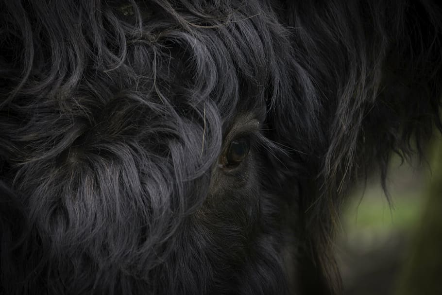 eye, scottish, highlander, cow, cattle, forest, scottish highlanders HD wallpaper