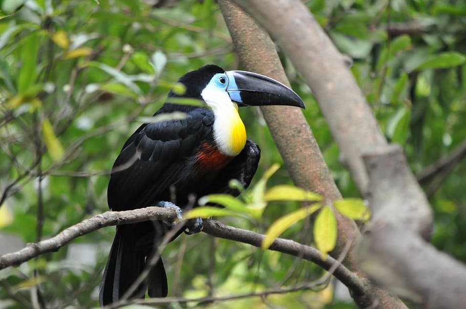Pet, Toucan, Rainforest, bird, animals in the wild, animal wildlife HD wallpaper