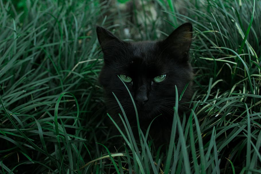 I see you, black cat on grass, field, lucky, animal, animal themes HD wallpaper