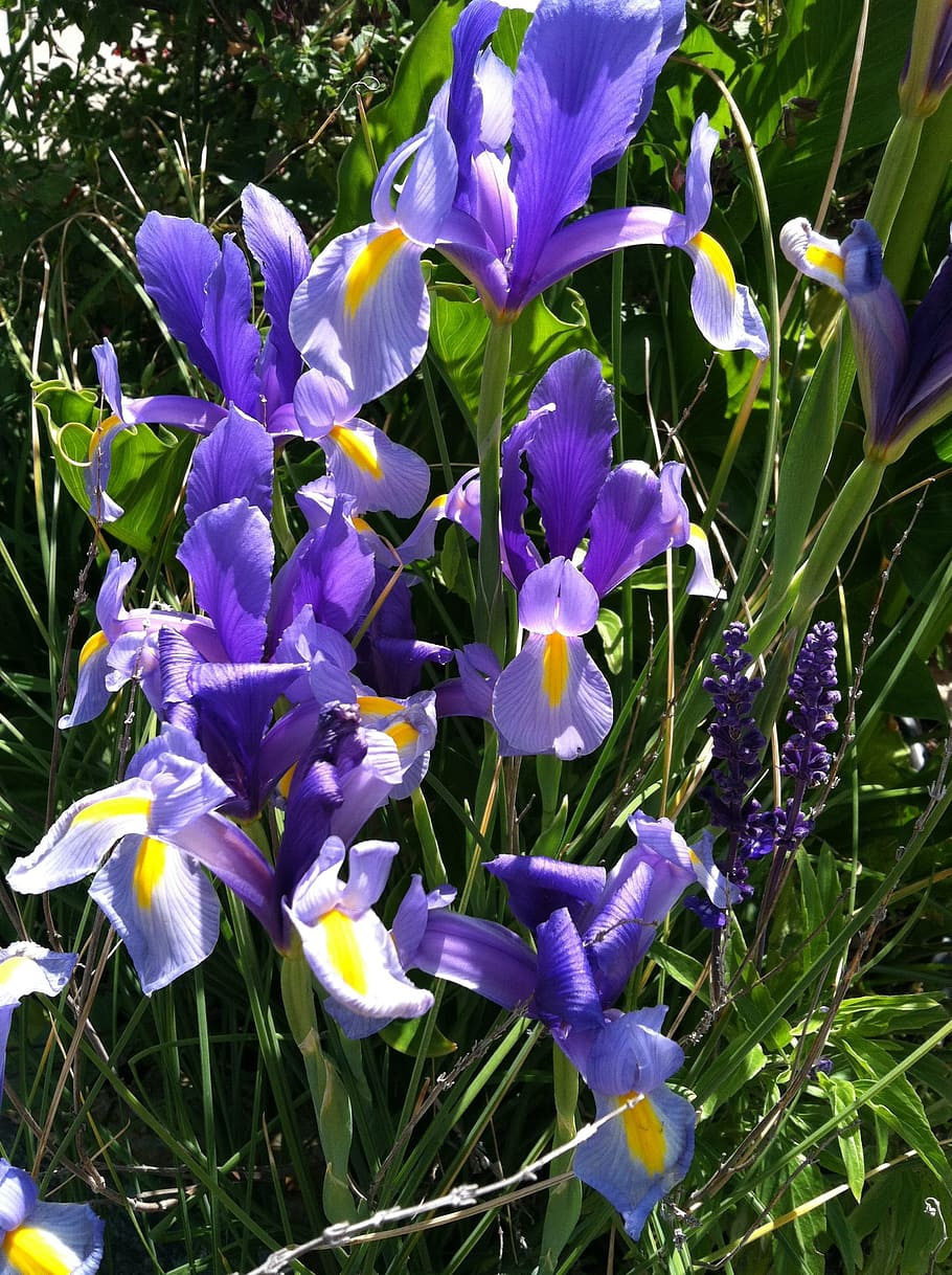 Blue Iris, Floral, beardless iris, nature, bloom, flower, blossom HD wallpaper