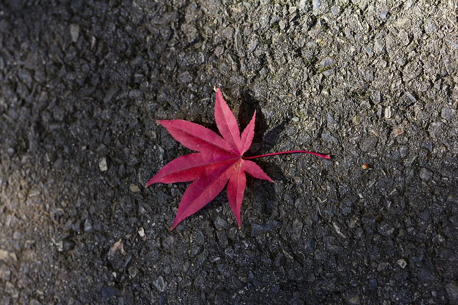 red, maple, leaf, leaves, autumn, nature, nature photography HD wallpaper