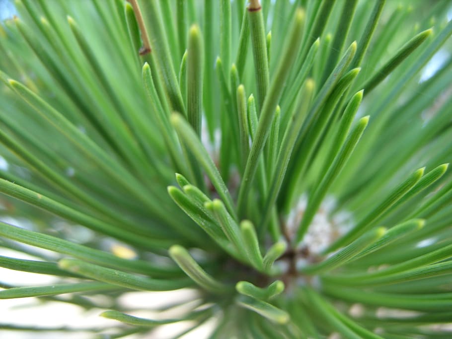 pine, close up, forest, green, green color, leaf, plant, plant part HD wallpaper