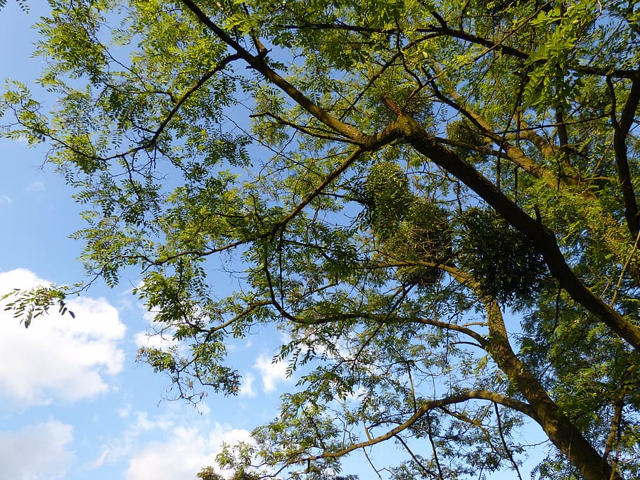 tree, foliage, branches, clearances, sky, nature, green, plant HD wallpaper
