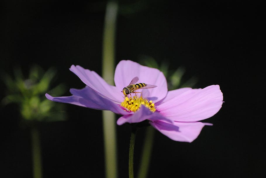 Flower, Bee, black, petal, fragility, flower head, nature, freshness HD wallpaper