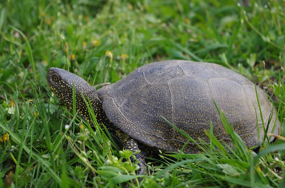 tortoise, living nature, animals, turtle, shell, creeping things, HD wallpaper