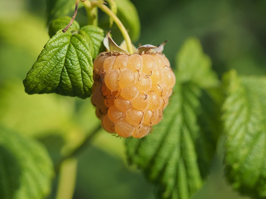 raspberry, macro, fetus, growth, close-up, plant, focus on foreground HD wallpaper