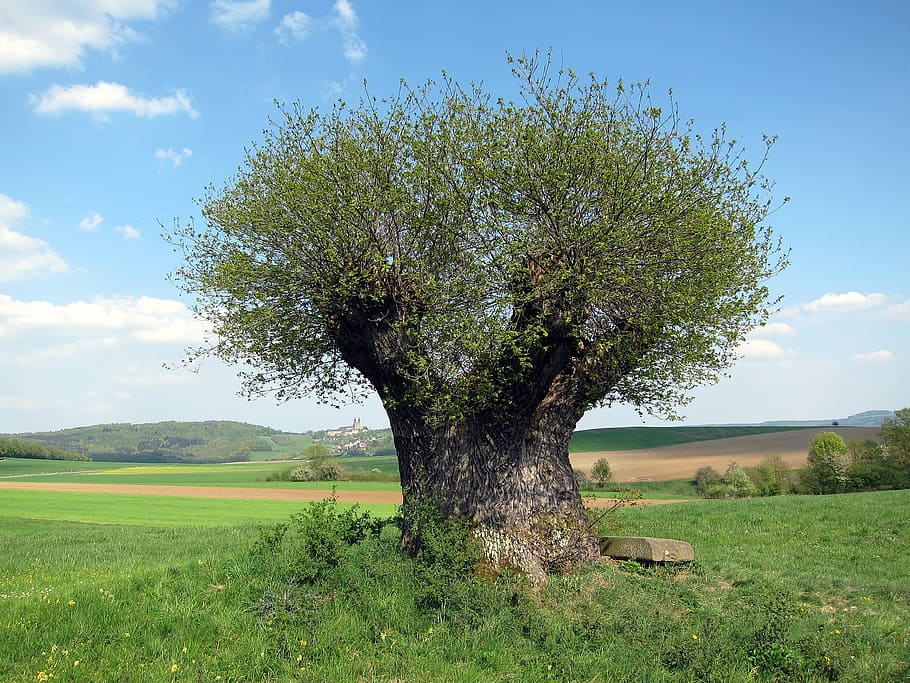 green leaf tree in green grass field at daytime, germany, landscape HD wallpaper