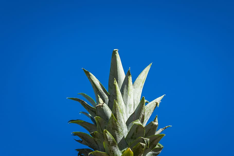 selective focus photography pineapple crown, worm's eye view of pineapple leaf HD wallpaper