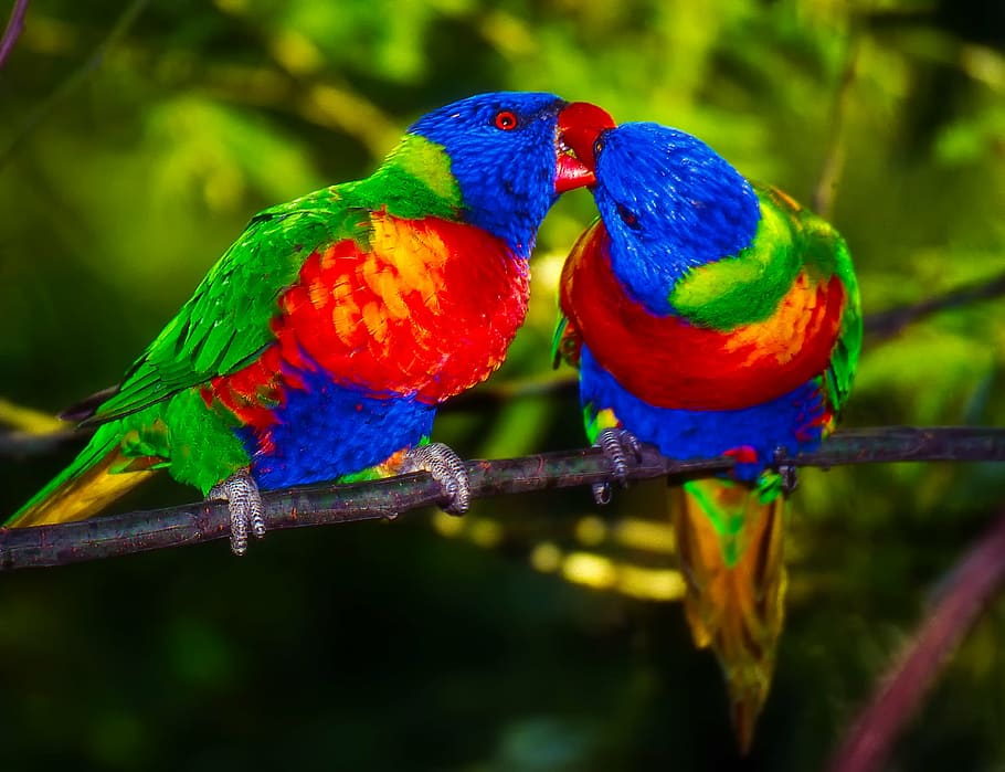 closeup photo of two multicolored birds, parrots, pair, colors