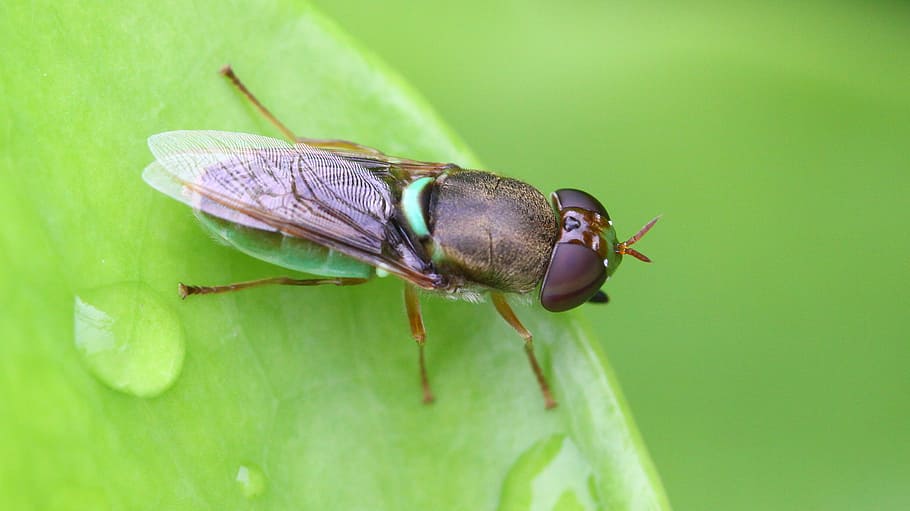 insect, leaf, grasshopper, macro, invertebrate, animal themes HD wallpaper