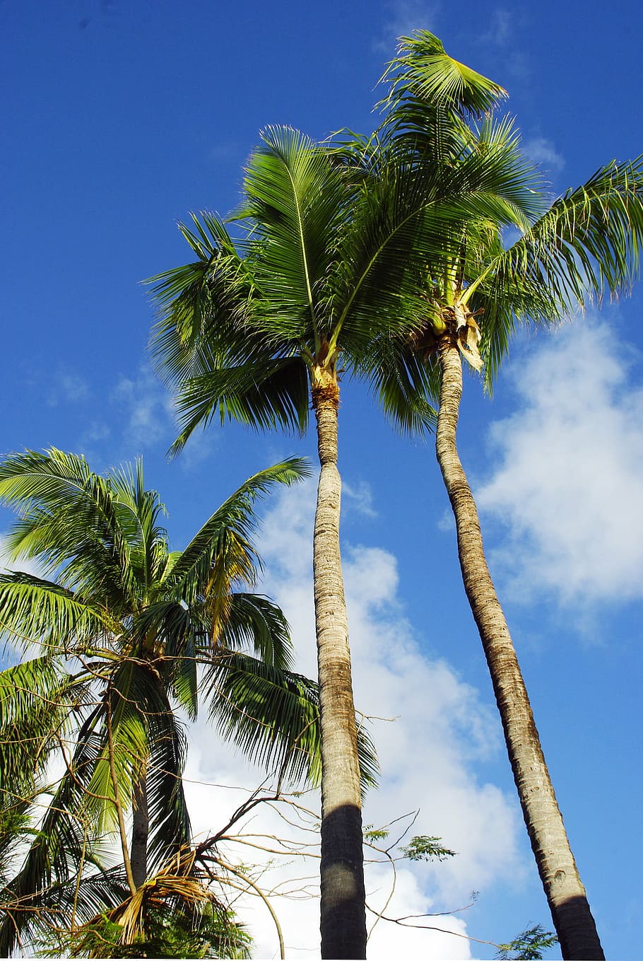 dominican republic, punta cana, beach, coconut trees, holiday, HD wallpaper