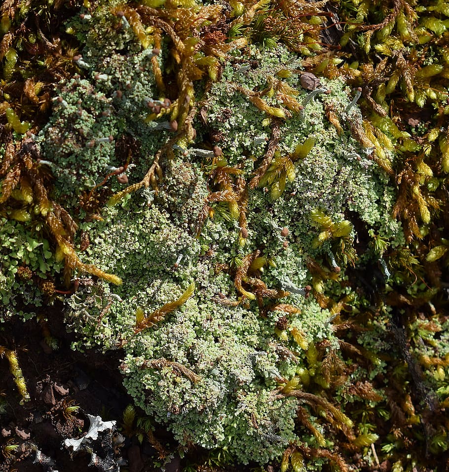 lichens and moss on forest floor, symbiotic, cyanobacteria