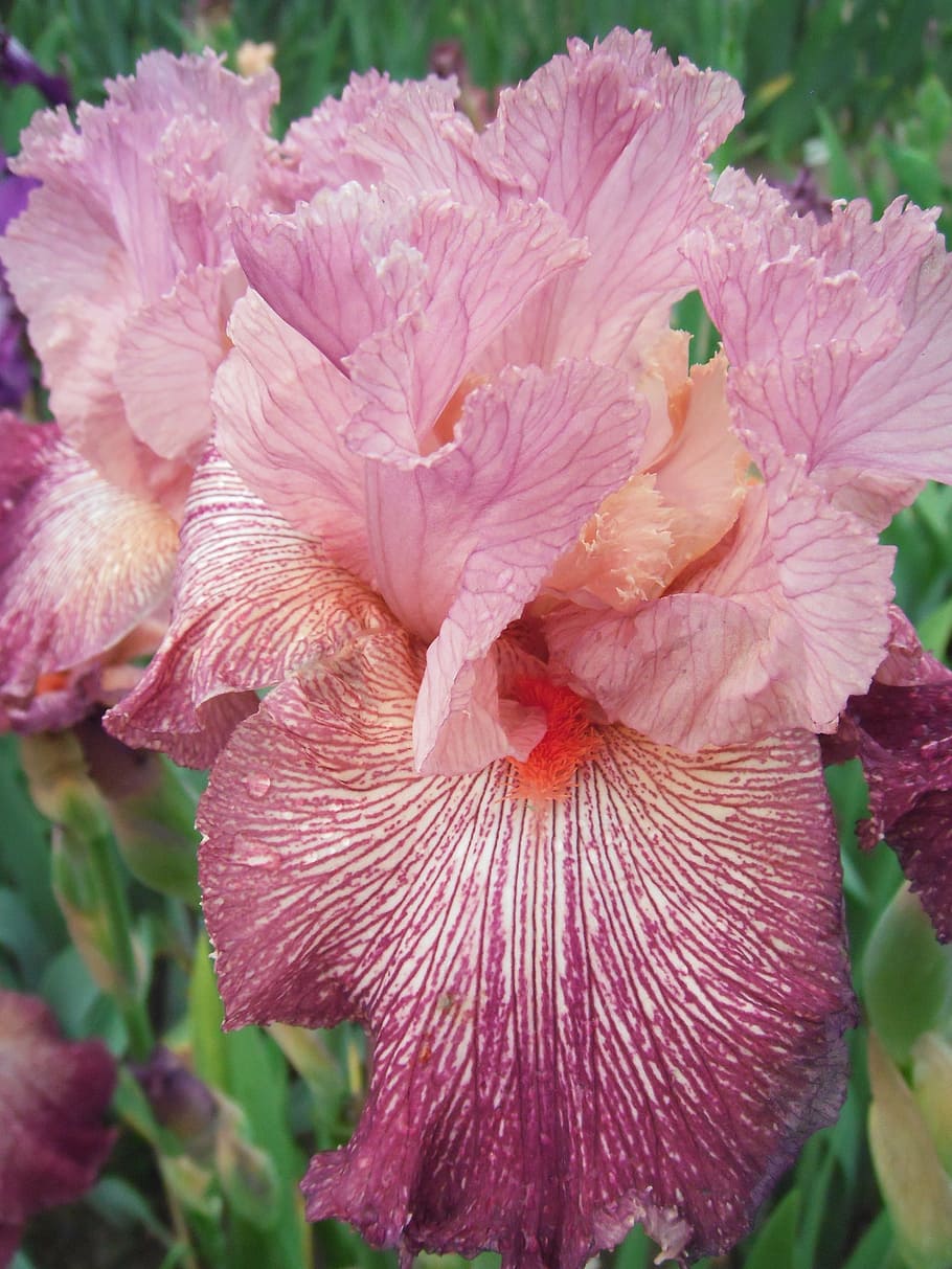 flowers, iris, german iris, flowering plant, fragility, vulnerability HD wallpaper