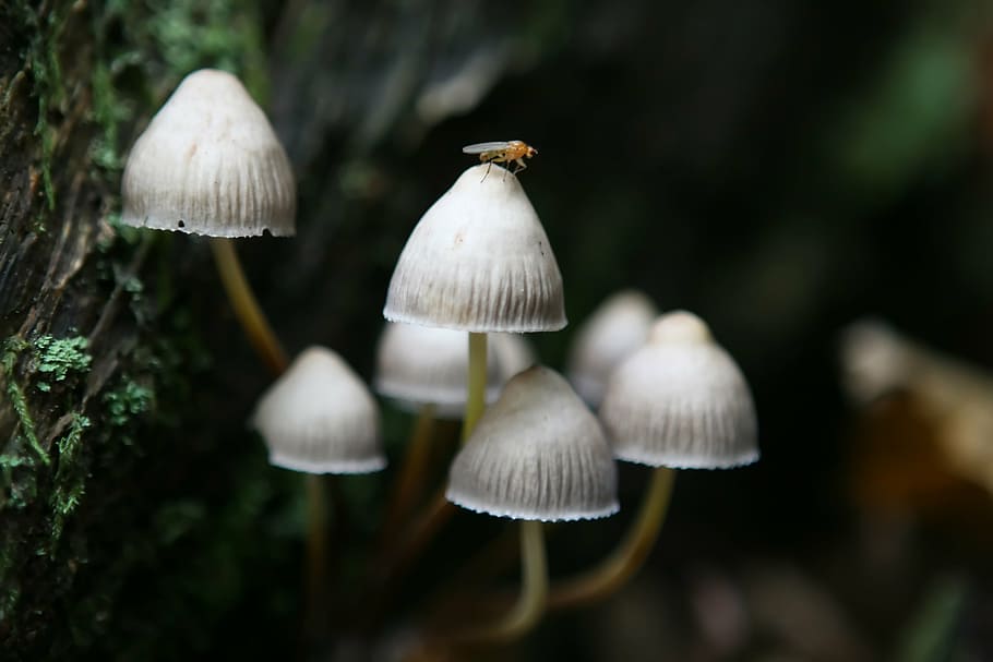 insect sits on white mushroom, alone, autumn, background, britain HD wallpaper