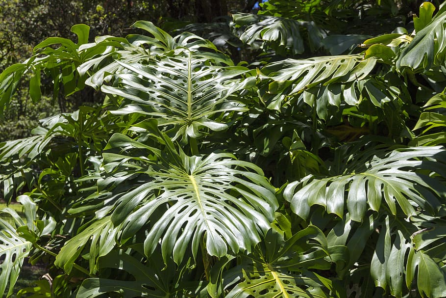 green leafed plants, split, philodendron, tropical, foliage HD wallpaper