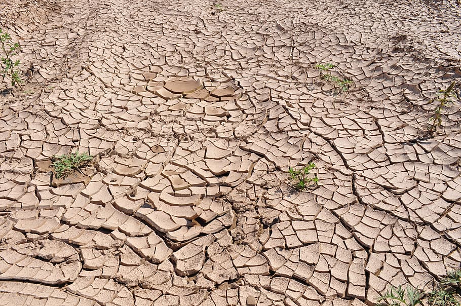 green leaf plant on soil, drought, cracked earth, dry earth, parched land, HD wallpaper