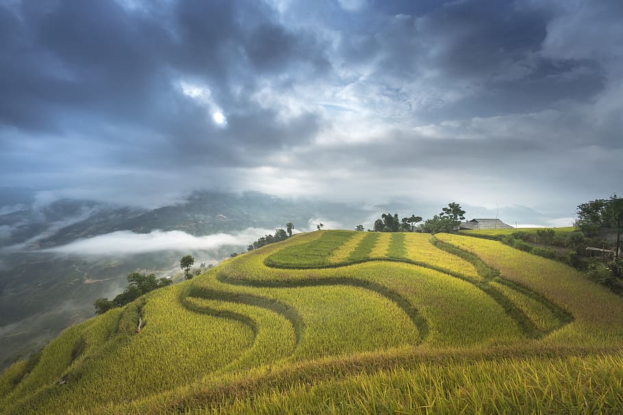 green grass field near trees under gray clouds at daytime, vietnam