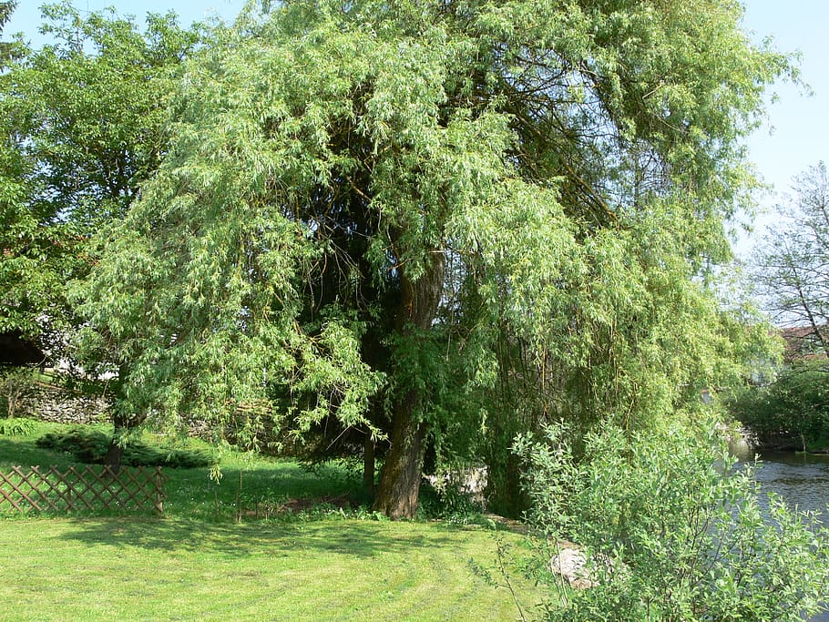 willow, tree, green, nature, plant, green color, growth, beauty in nature HD wallpaper