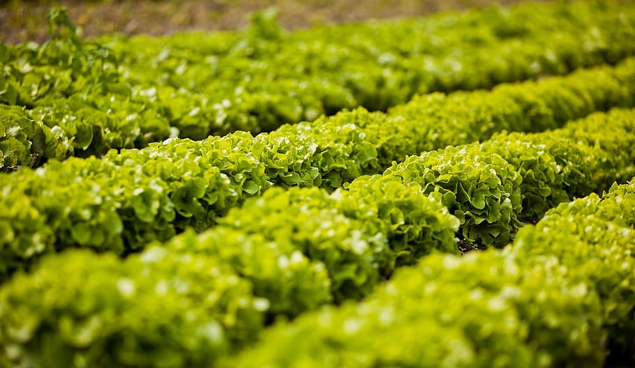 salad, batavia, arable, green color, food and drink, selective focus HD wallpaper
