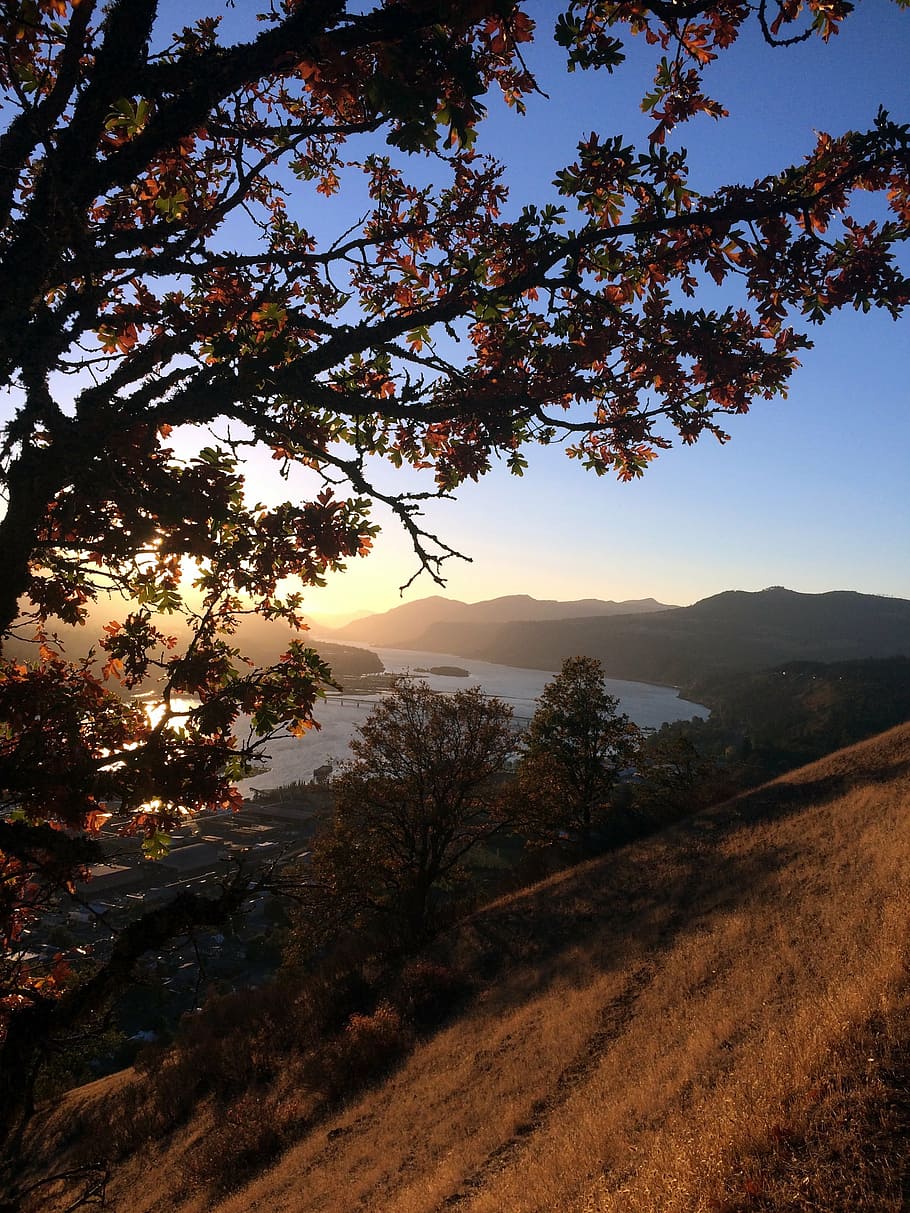 fall, columbia gorge, tree, oregon, water, landscape, trail HD wallpaper
