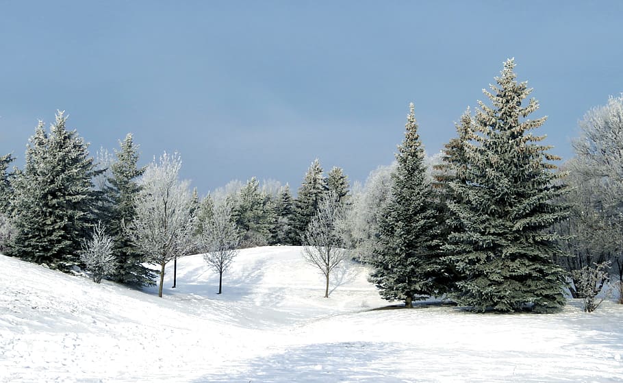 tall trees on snow filled area, winter, evergreen, fir, blue sky HD wallpaper